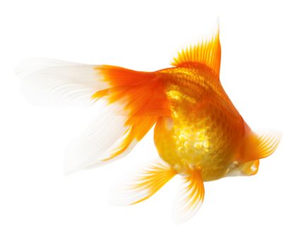 Gold fish isolated on white background