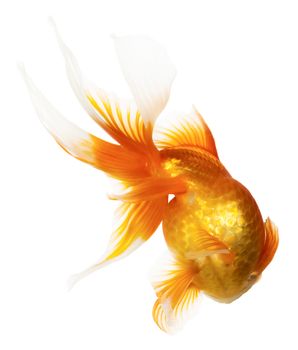 Gold fish isolated on white background