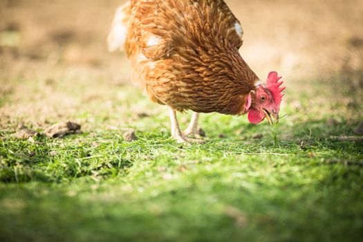 Hen in a farmyard (Gallus gallus domesticus)