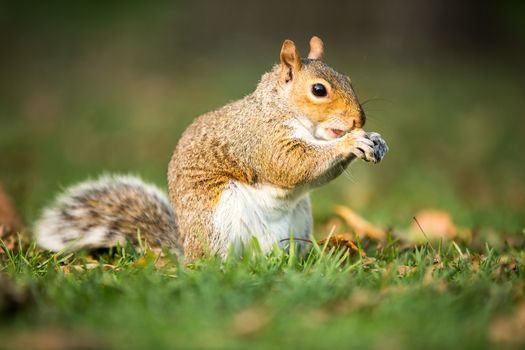 Eastern Grey Squirrel (Sciurus carolinensis) eating a nut