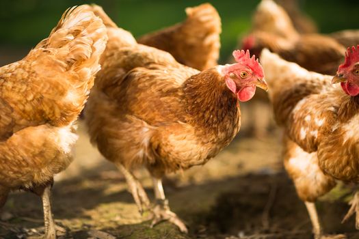 Hen in a farmyard (Gallus gallus domesticus)