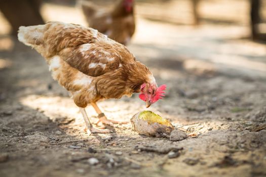 Hen in a farmyard (Gallus gallus domesticus)