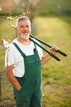 Portrait of a handsome senior man gardening in his garden, on a lovely spring day (color toned image)