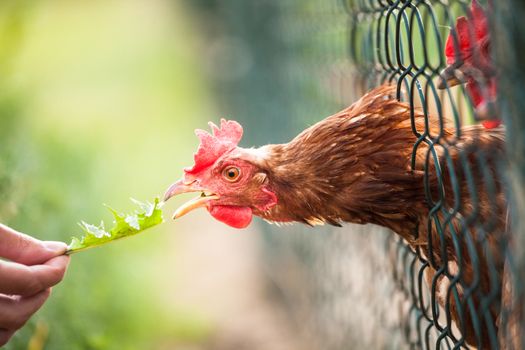 Hen in a farmyard (Gallus gallus domesticus)