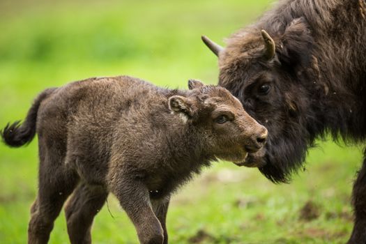 European bison (Bison bonasus)