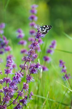 Butterfly (Tirumala hamata orientalis) on a violet wild flower