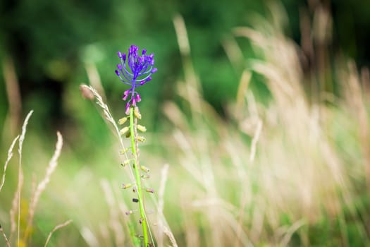 Medicinal wild spring flowers on Needle Grass meadow background