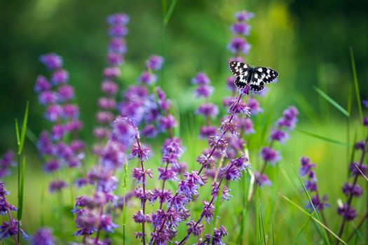 Butterfly (Tirumala hamata orientalis) on a violet wild flower