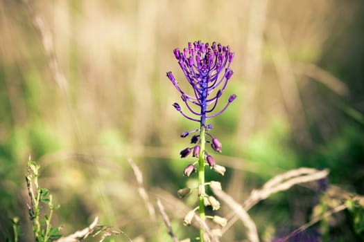 Medicinal wild spring flowers on meadow background