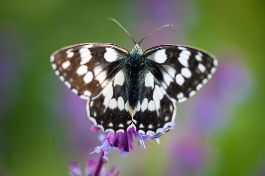 Butterfly (Tirumala hamata orientalis) on a violet wild flower