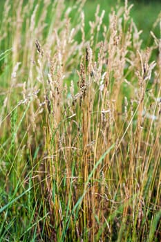 Wild Needle Grass, Nassella tenuissima pattern background