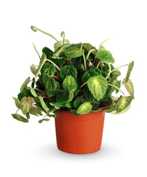 Peperomia caperata a potted plant isolated over white