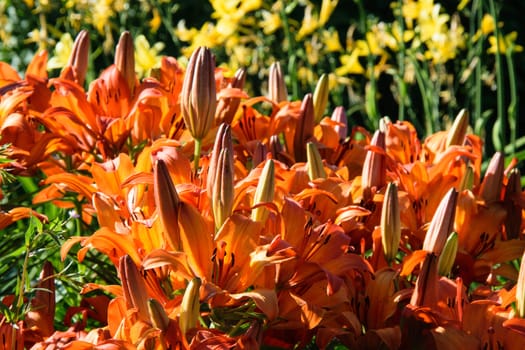 Spring flowers.