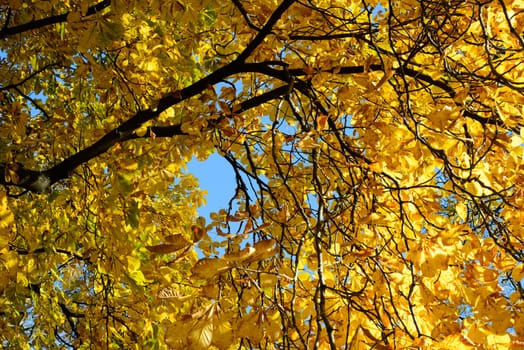 Autumn leaves in Oslo, Norway.
