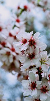 Beauty White and Pink Cheery Tree Blossom on Blurred Cherry Branches and Blue Skies background Outdoors