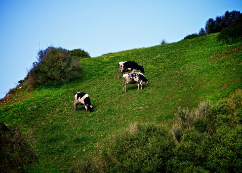 Funny Black and White Grazing Cows on Green Pasture Meadow Outdoors