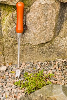 A manual garden tool, a weed puller with a dandelion growing in a garden path with gravel.