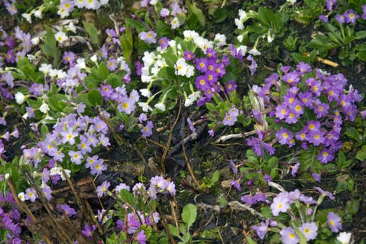 A spring primrose is in a bouquet, floral background