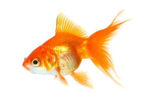 Gold fish isolated on white