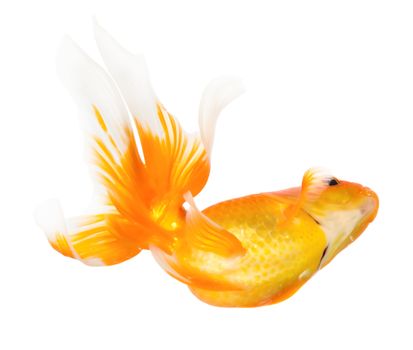 Gold fish isolated on white background