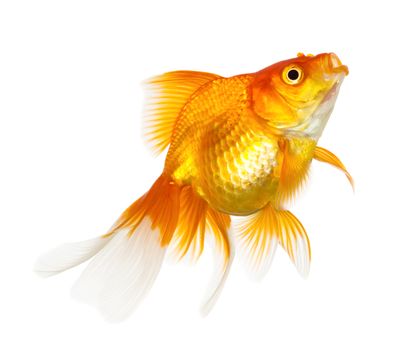 Gold fish isolated on white background