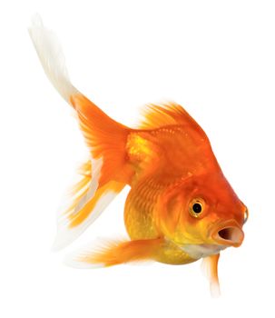 Gold fish isolated on white background