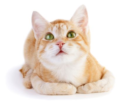 Red cat looking up isolated on white background