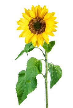 Sunflower isolated on white