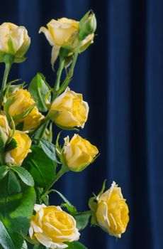 Roses on dark blue curtain background