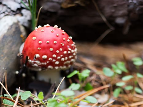 Mushroom: amanita muscaria