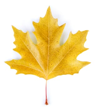 Yellow maple leaf isolated on white background