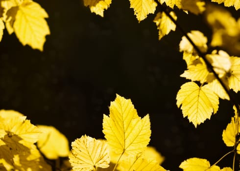 Yellow autumn leaves background