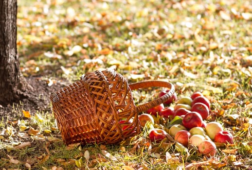 Fresh apples with basket