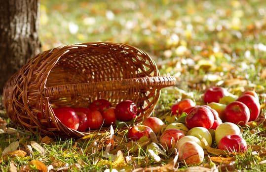 Fresh ripe apples with basket