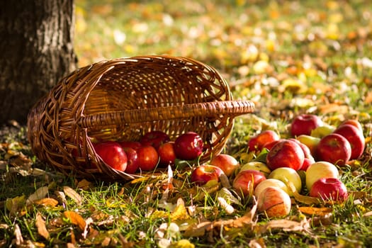 Fresh apples with basket