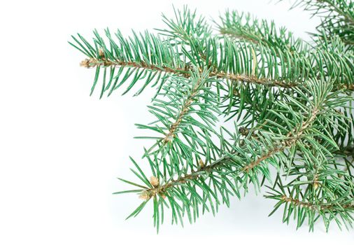 Fir tree branch isolated on white background