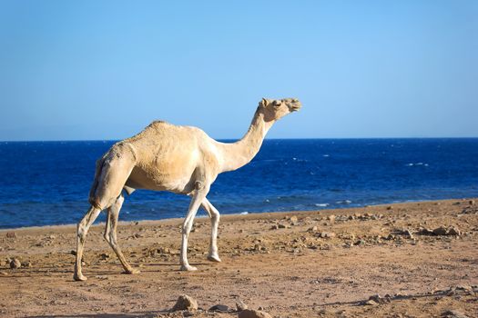 Camel walking on the beach