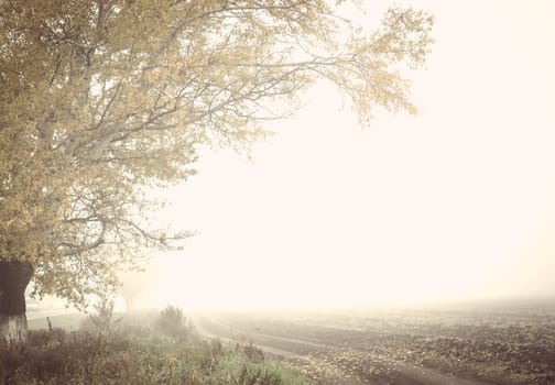 Road and trees, autumne foggy landscape