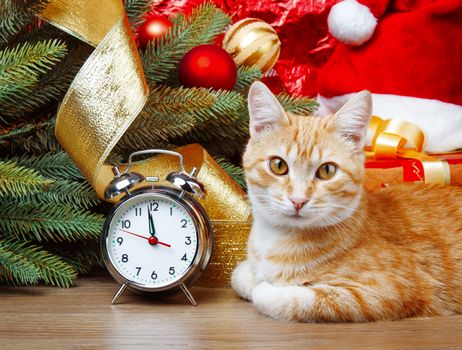Red cat waiting for christmas time