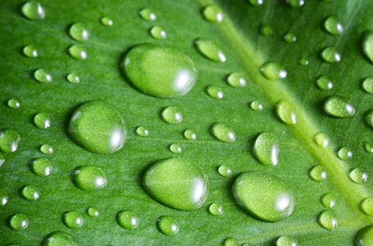 Water drops on green leaf