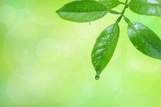 Water drops on green summer leaves