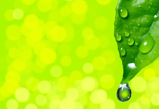 Green leaf with water drop on spring background