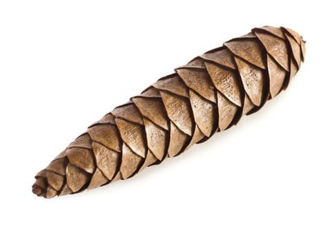 Close up view of pinecone isolated on white background