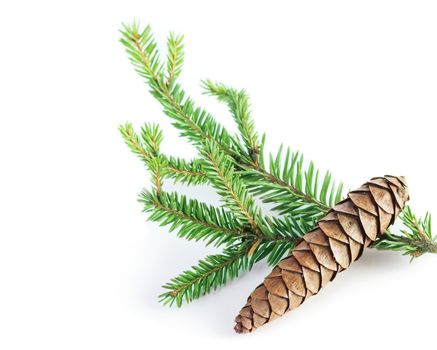 Pine cone with evergreen twig isolated on white background