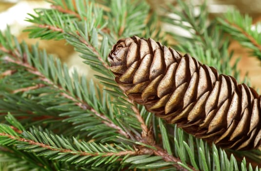 Close up view of pinecone with green tree 