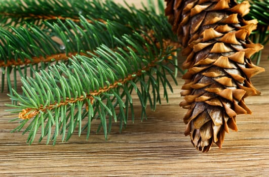 Close up view of pine cone with green tree