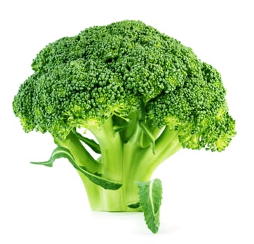 Brocoli isolated on white background