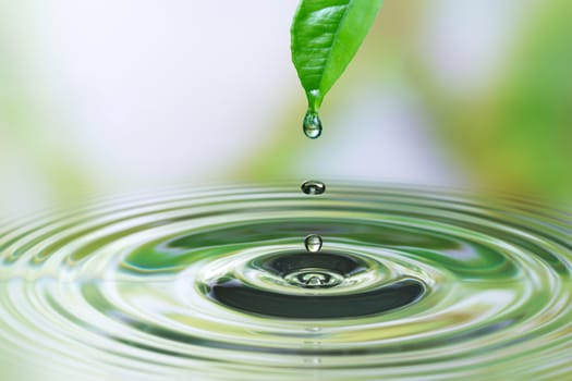 Water drop on green leaf