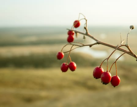 Branch of red berries over autumn landscape background