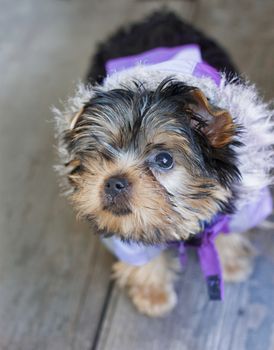 small Yorkshire terrier wearing an jacket posing 